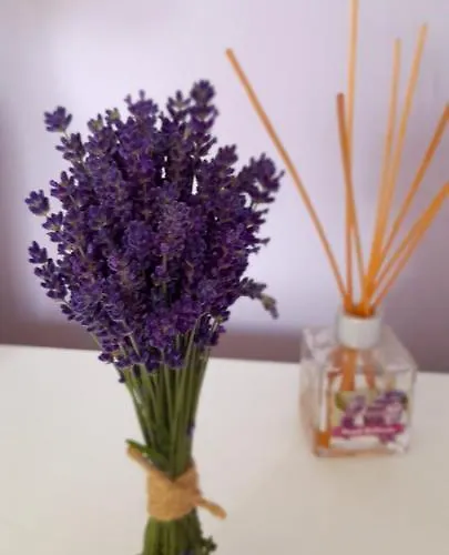 Homestay Goscinne U Ani - *